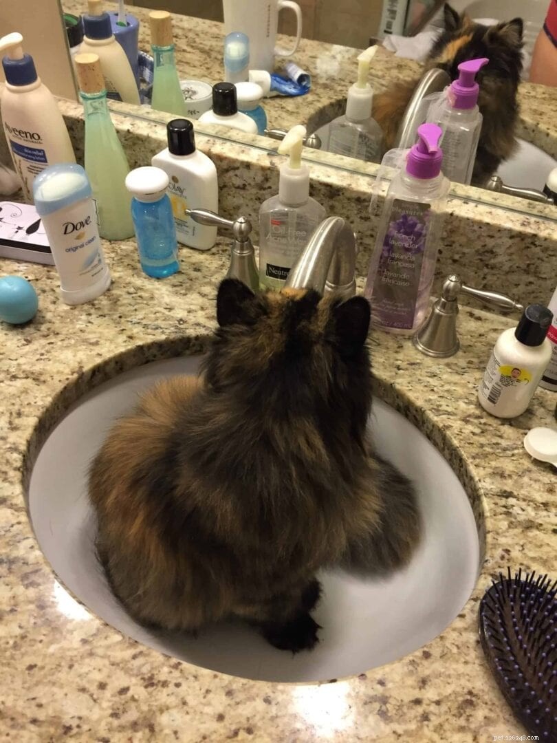 Why Cats Love Sleeping in Sinks – The Science Behind Their Cozy Choice