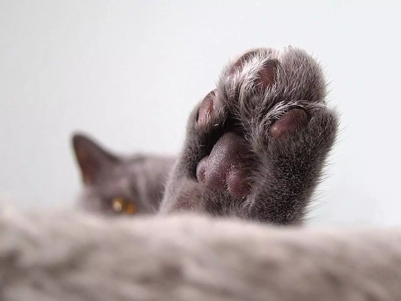 Why Cats Dislike Having Their Paws Touched – A Feline Sensitivity Guide