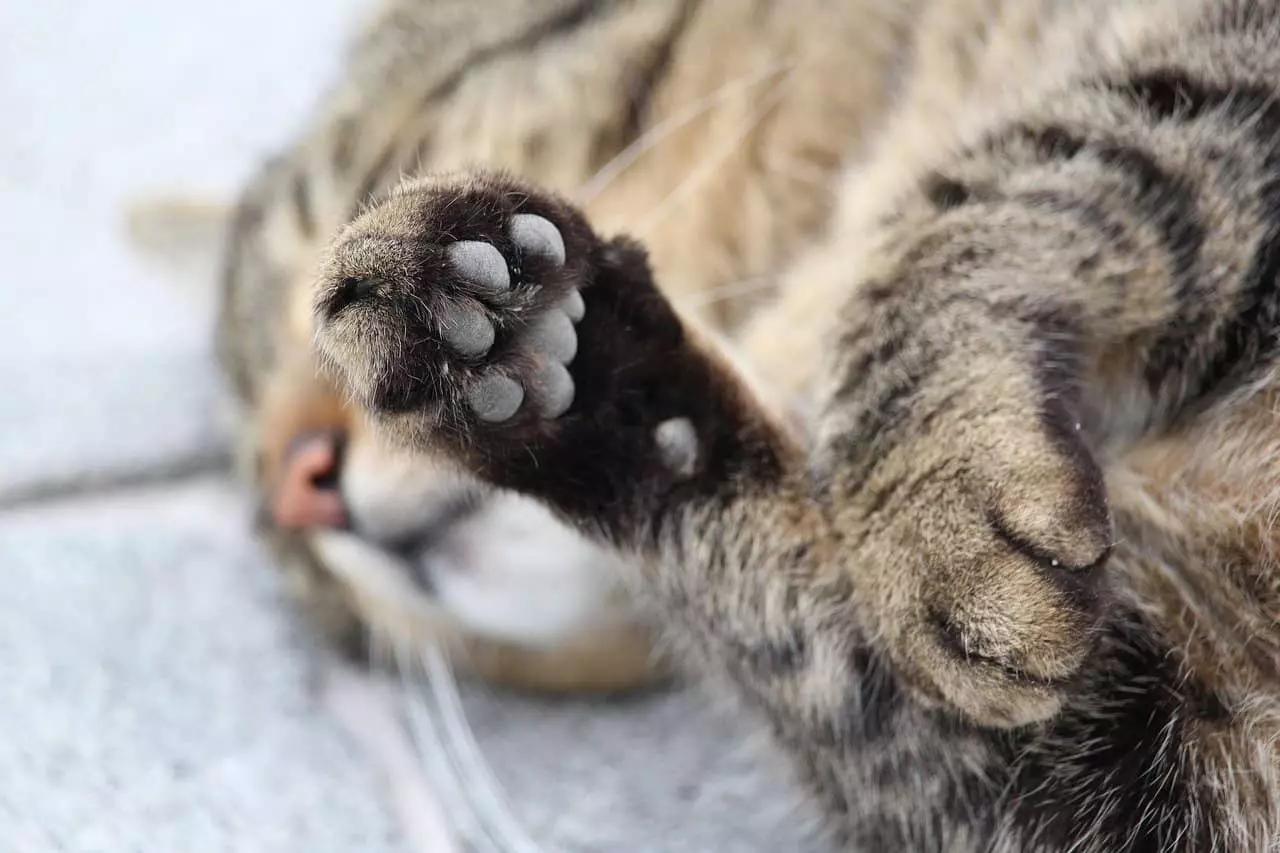 Why Cats Dislike Having Their Paws Touched – A Feline Sensitivity Guide
