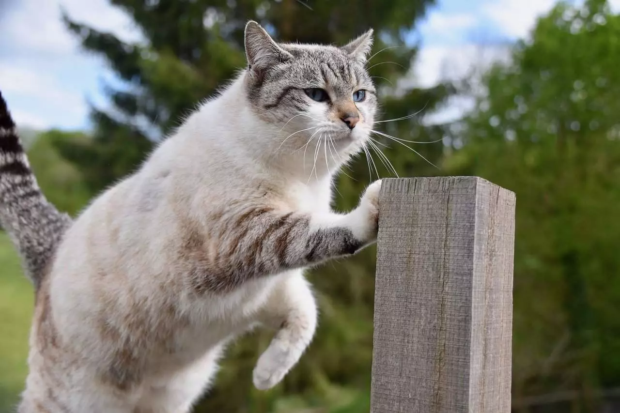 Why Cats Dislike Having Their Paws Touched – A Feline Sensitivity Guide
