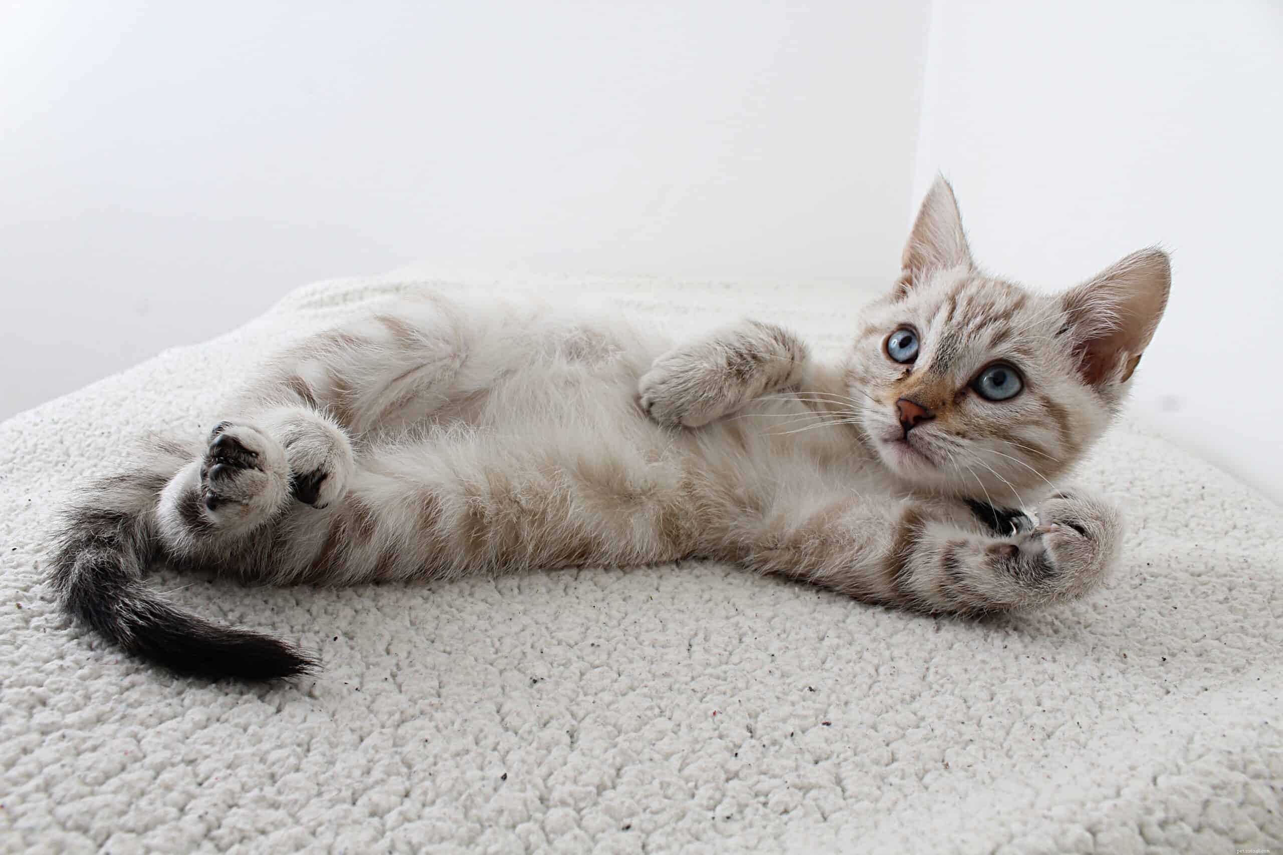 Decoding Cat Body Language: 5 Essential Insights for Every Owner