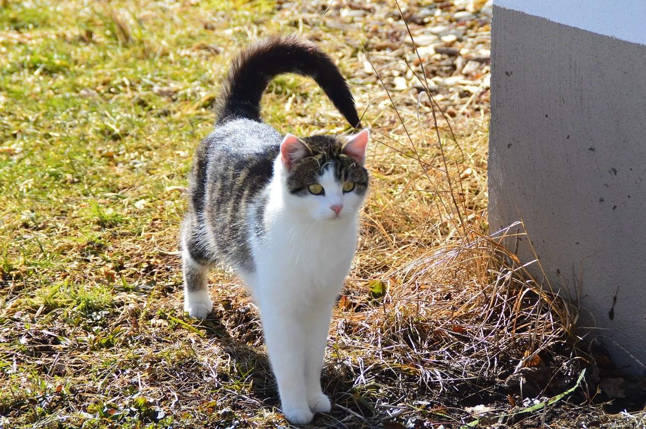 Decoding Cat Body Language: 5 Essential Insights for Every Owner
