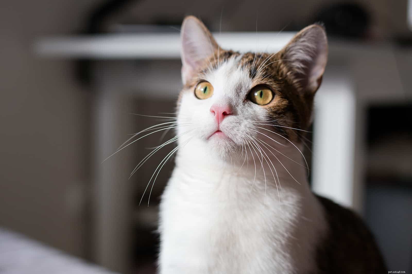 Decoding Cat Body Language: 5 Essential Insights for Every Owner