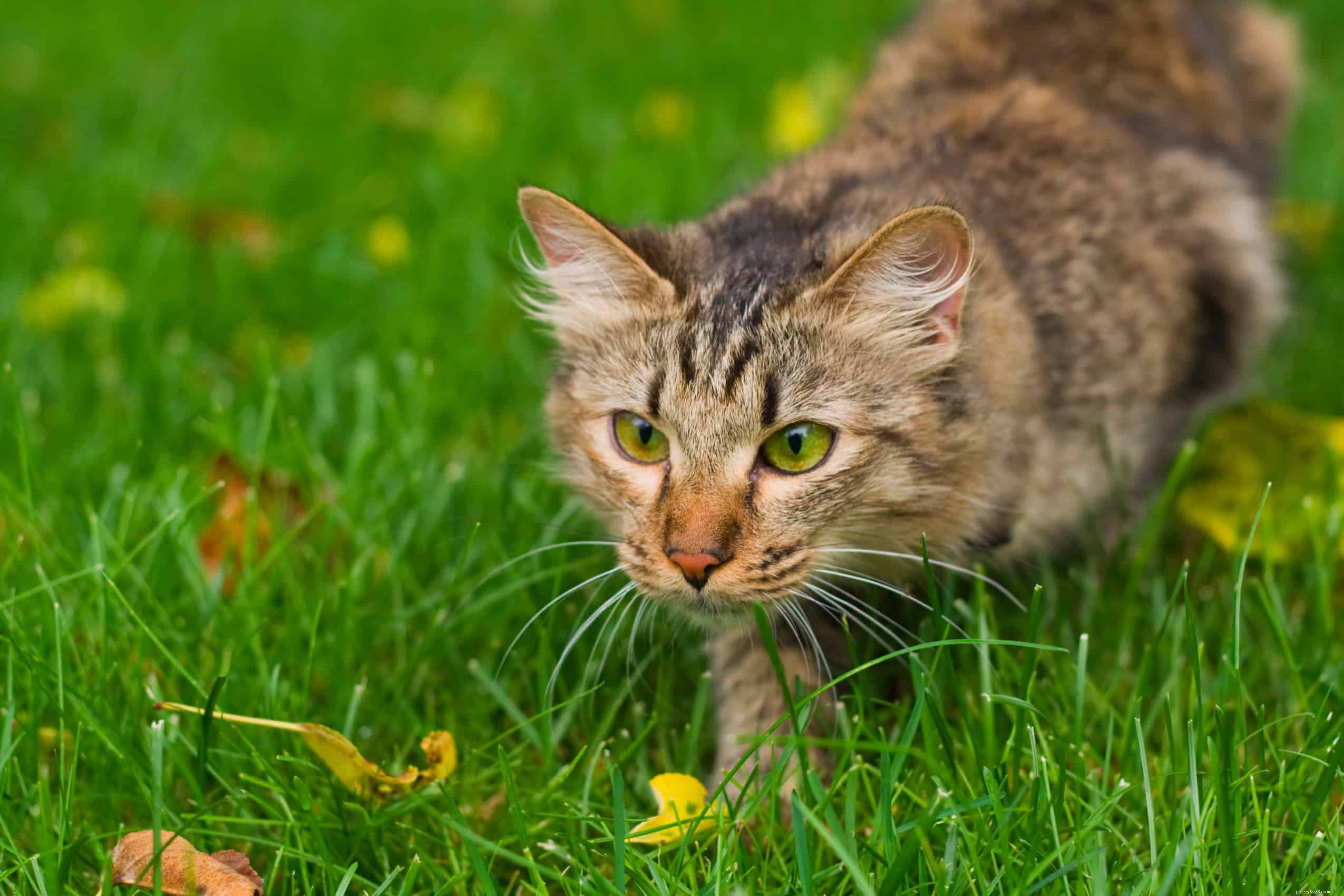 What Your Cat’s Whiskers Reveal: Essential Facts & Care Tips