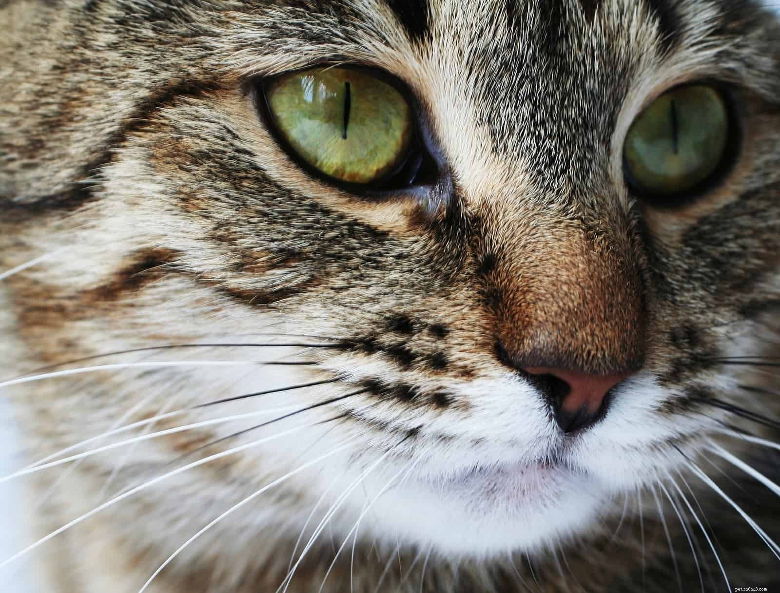 What Your Cat’s Whiskers Reveal: Essential Facts & Care Tips
