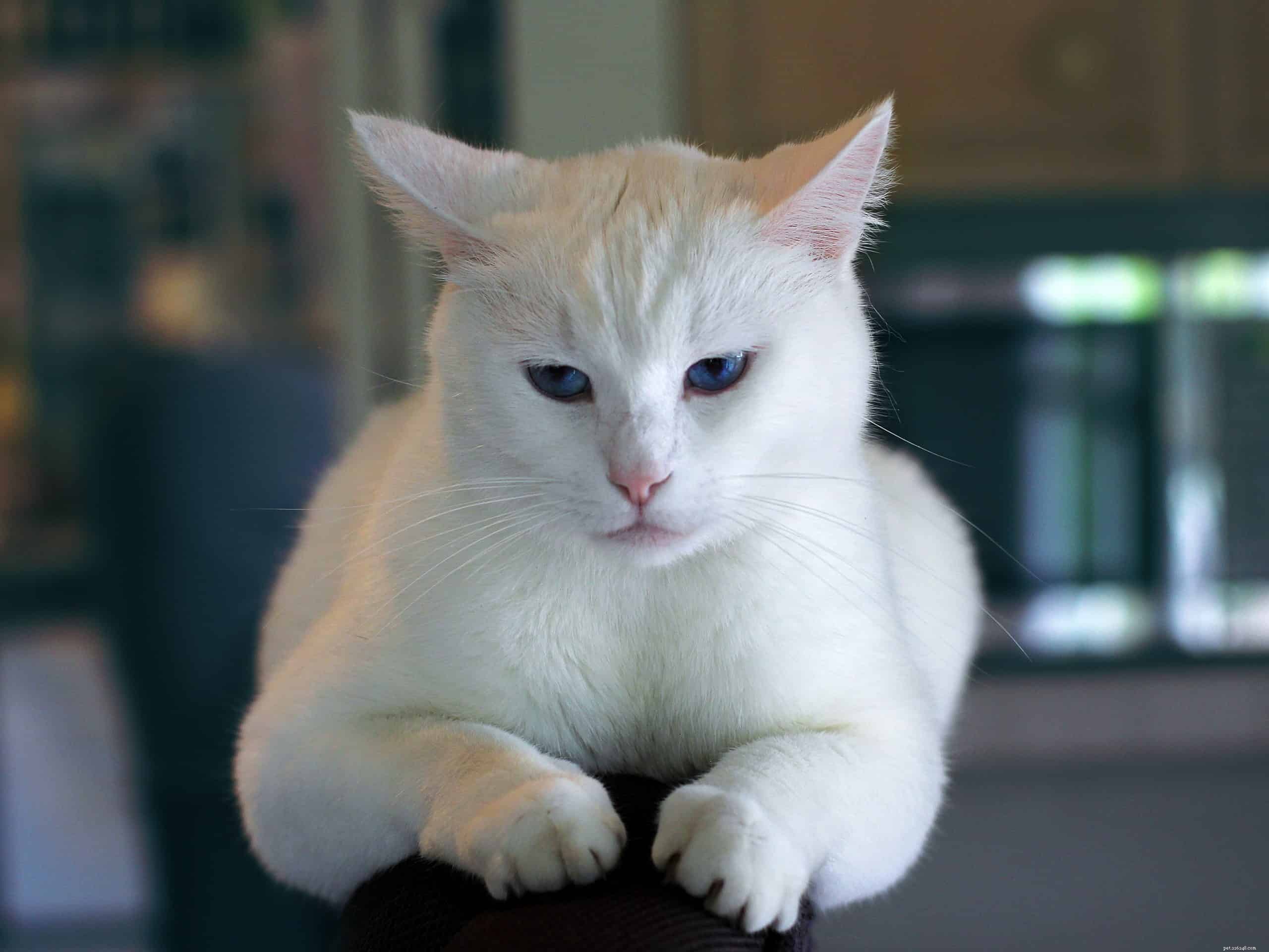 How Your Actions May Be Hurting Your Cat’s Emotions—What to Avoid
