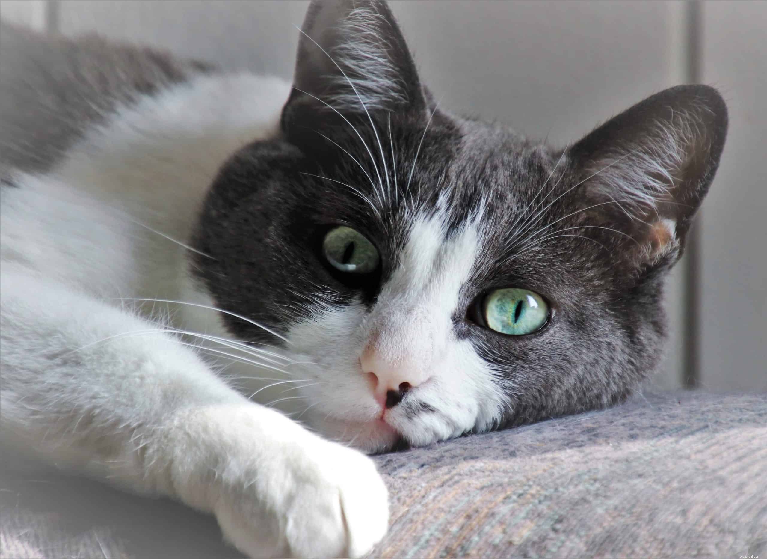 How Your Actions May Be Hurting Your Cat’s Emotions—What to Avoid
