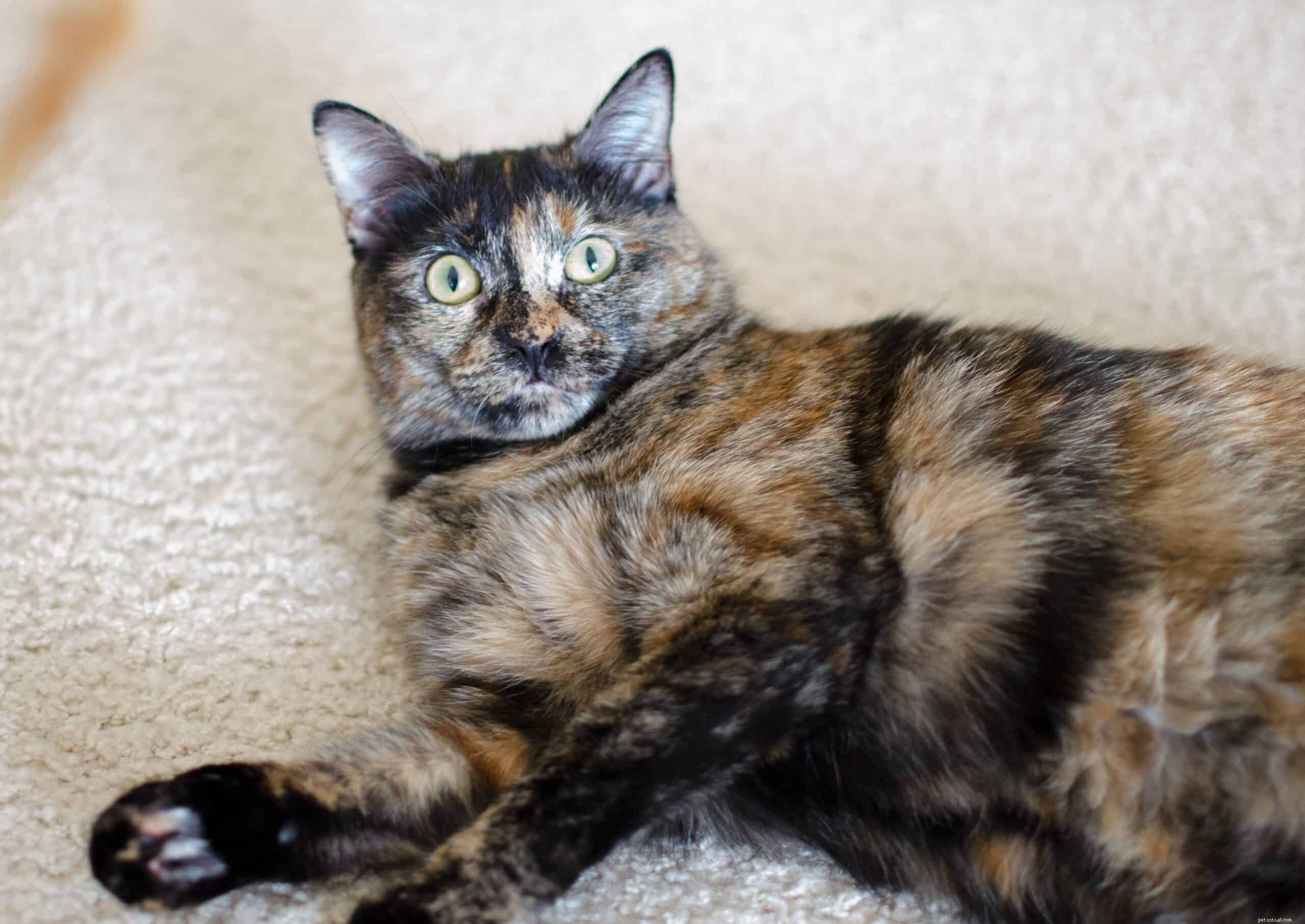 Understanding Why Some Cats Dislike Belly Rubs
