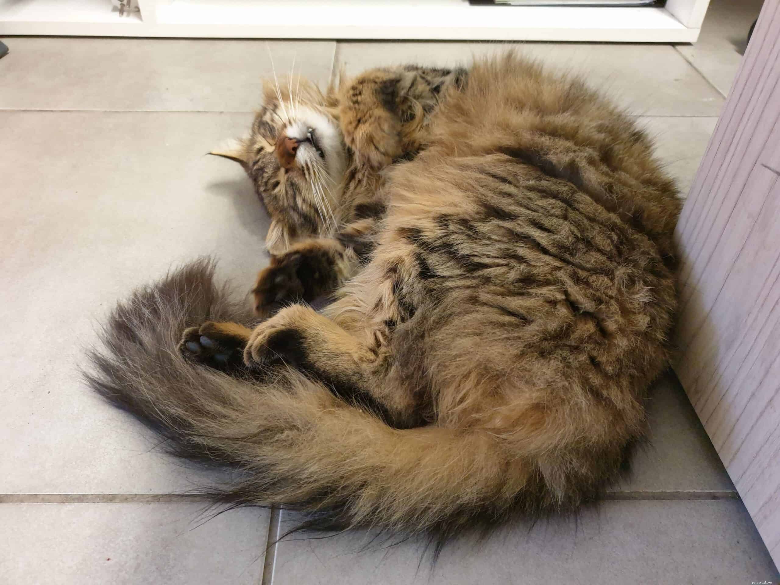 Understanding Why Some Cats Dislike Belly Rubs