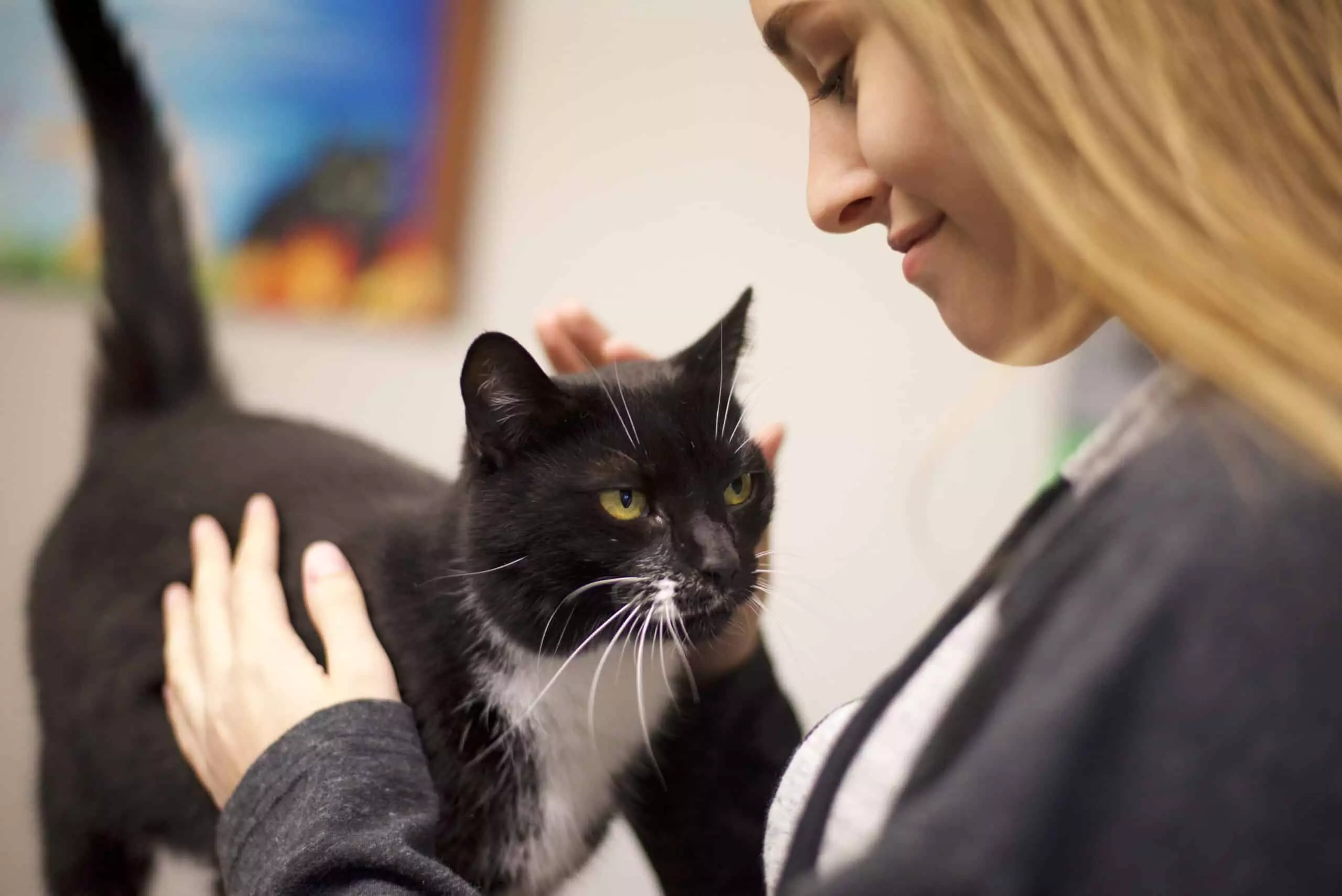 What Cats Can Detect: 5 Amazing Sensory Abilities Explained