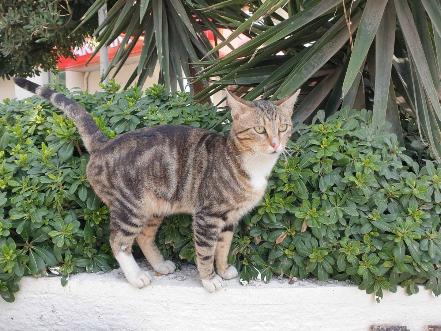 Why Do Cats Spray? Expert Guide to Causes and Prevention