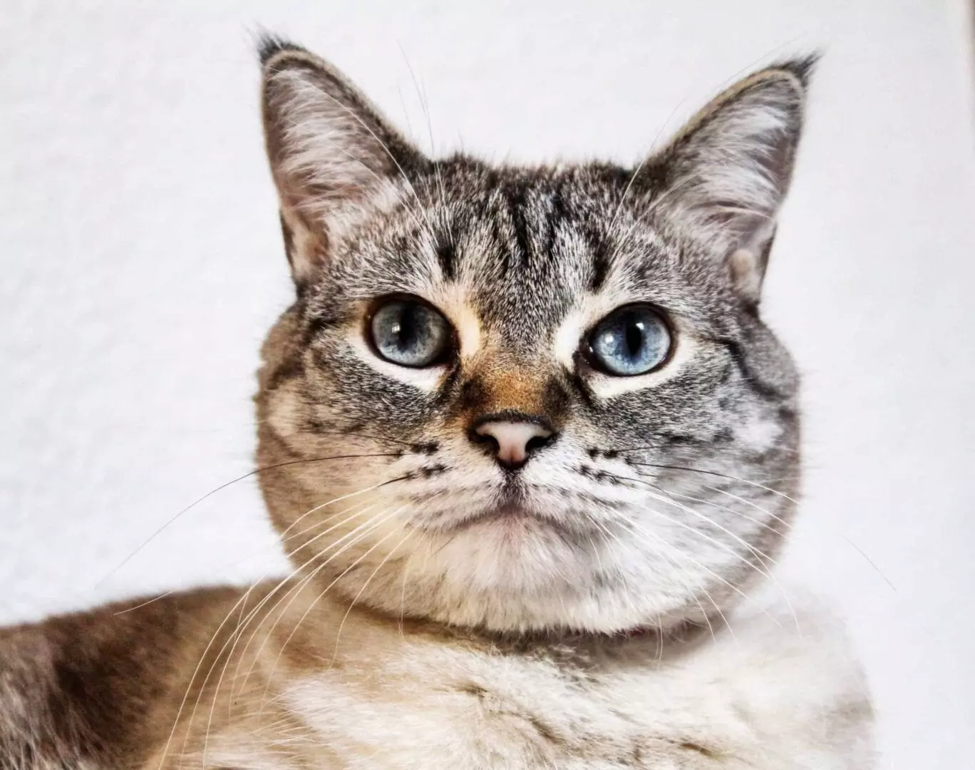 What Cats Can Detect: 5 Amazing Sensory Abilities Explained