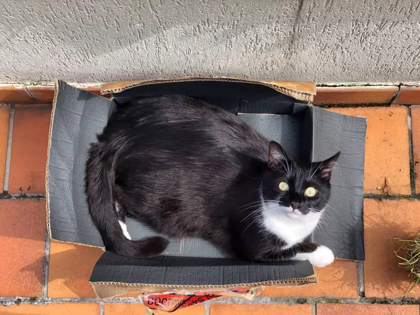 What Cats Can Detect: 5 Amazing Sensory Abilities Explained