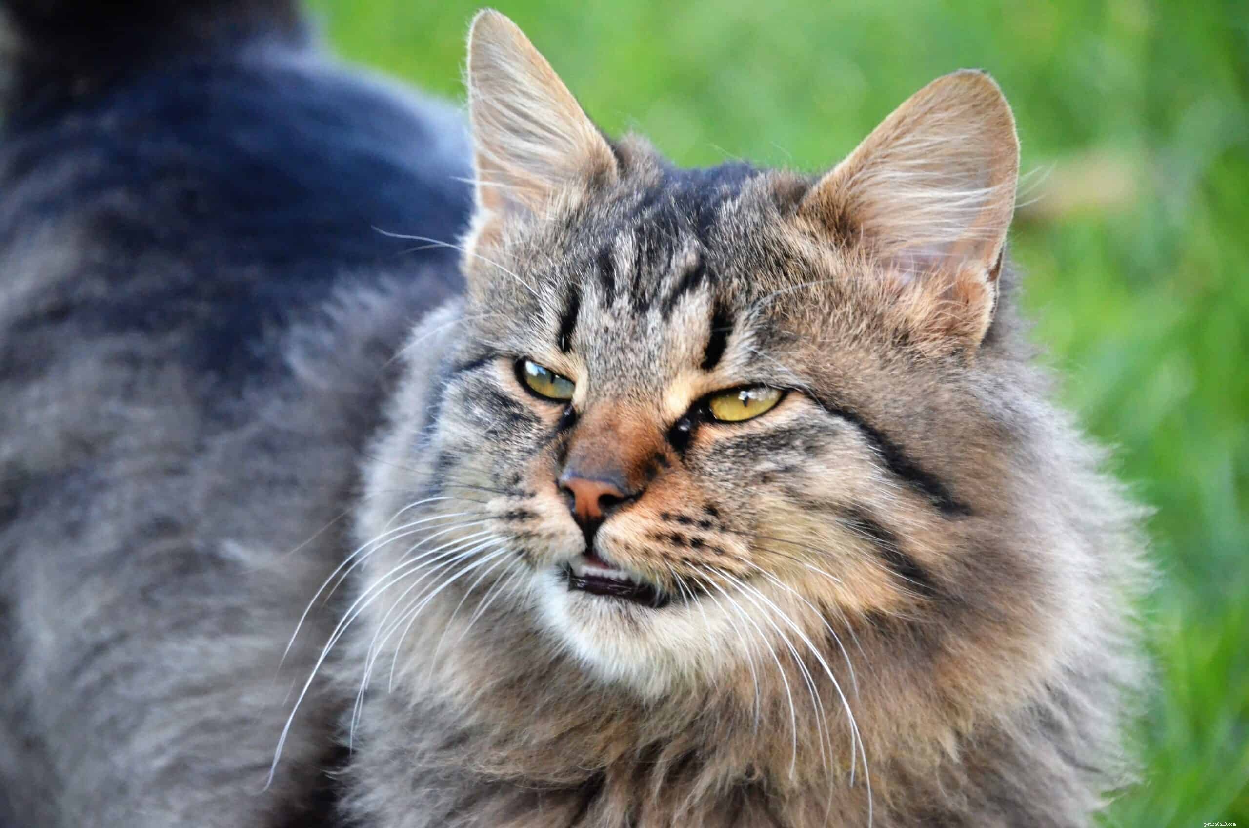 Why Do Cats Spray? Expert Guide to Causes and Prevention