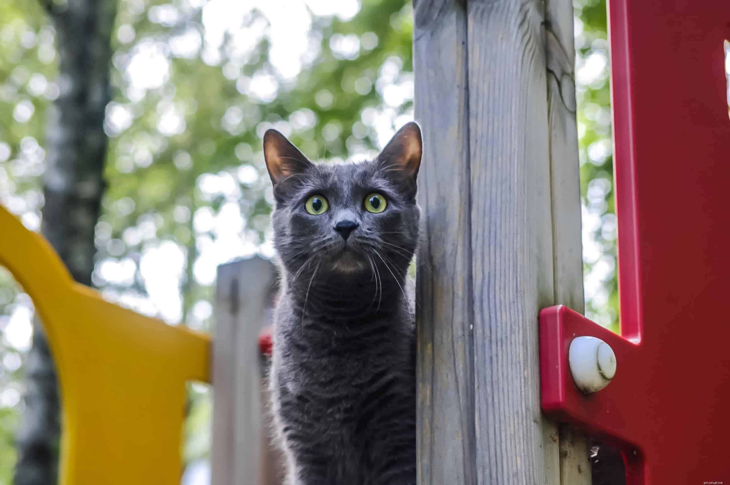 Why Do Cats Spray? Expert Guide to Causes and Prevention