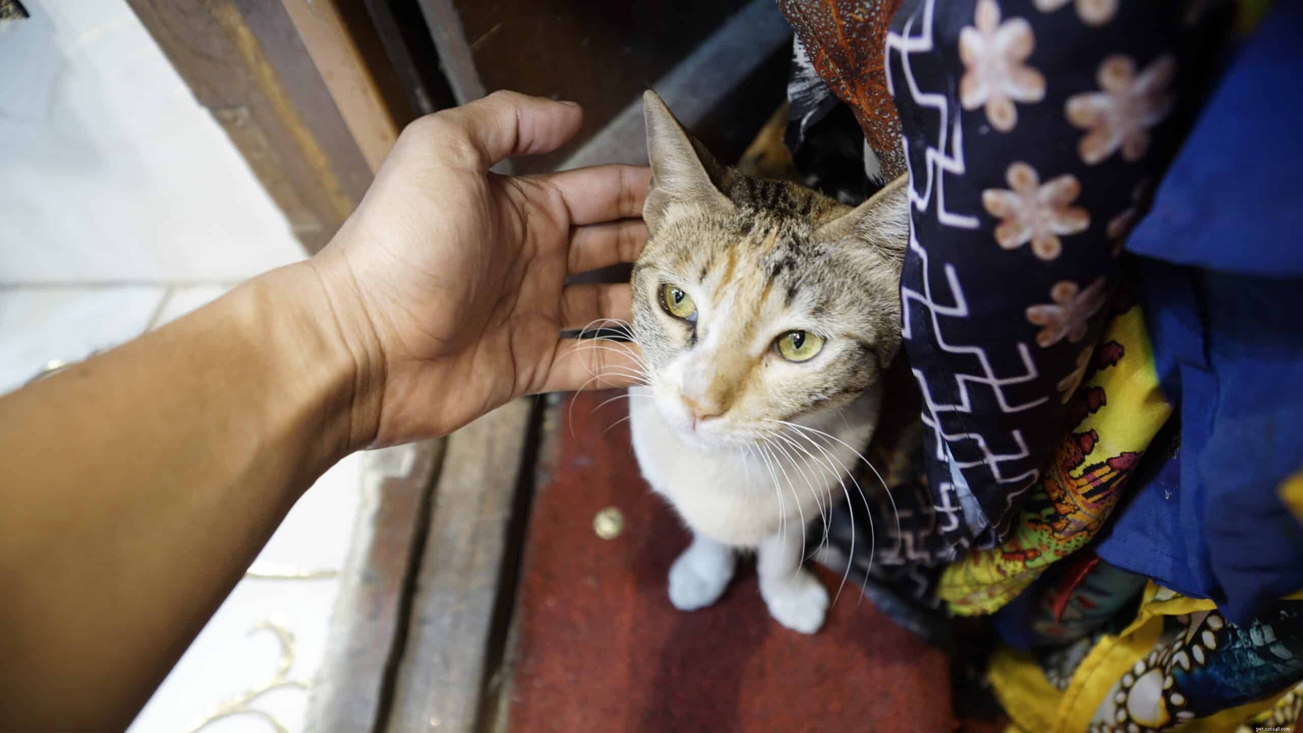 How Cats Detect Human Energy: Distinguishing Good from Bad