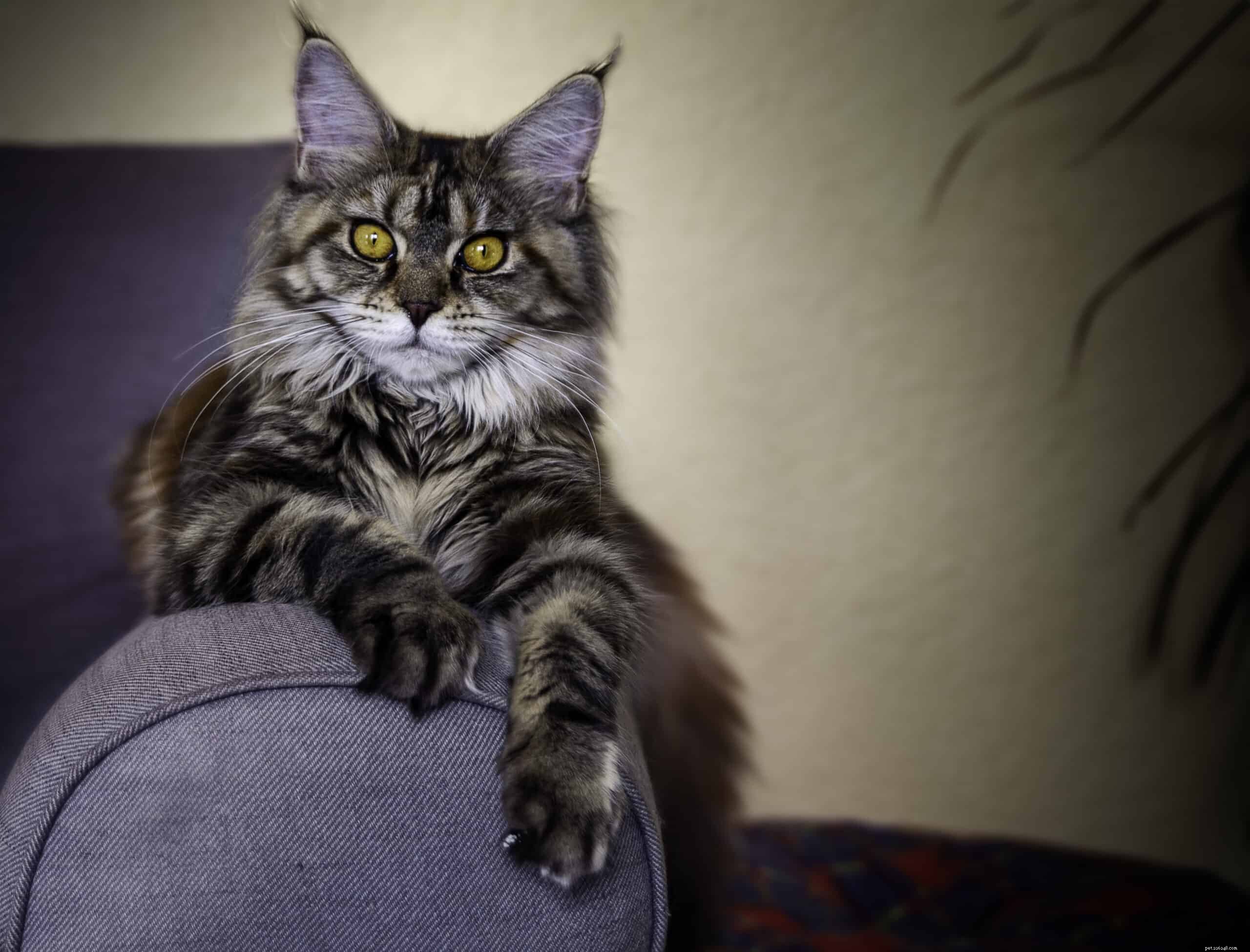 How Cats Detect Human Energy: Distinguishing Good from Bad