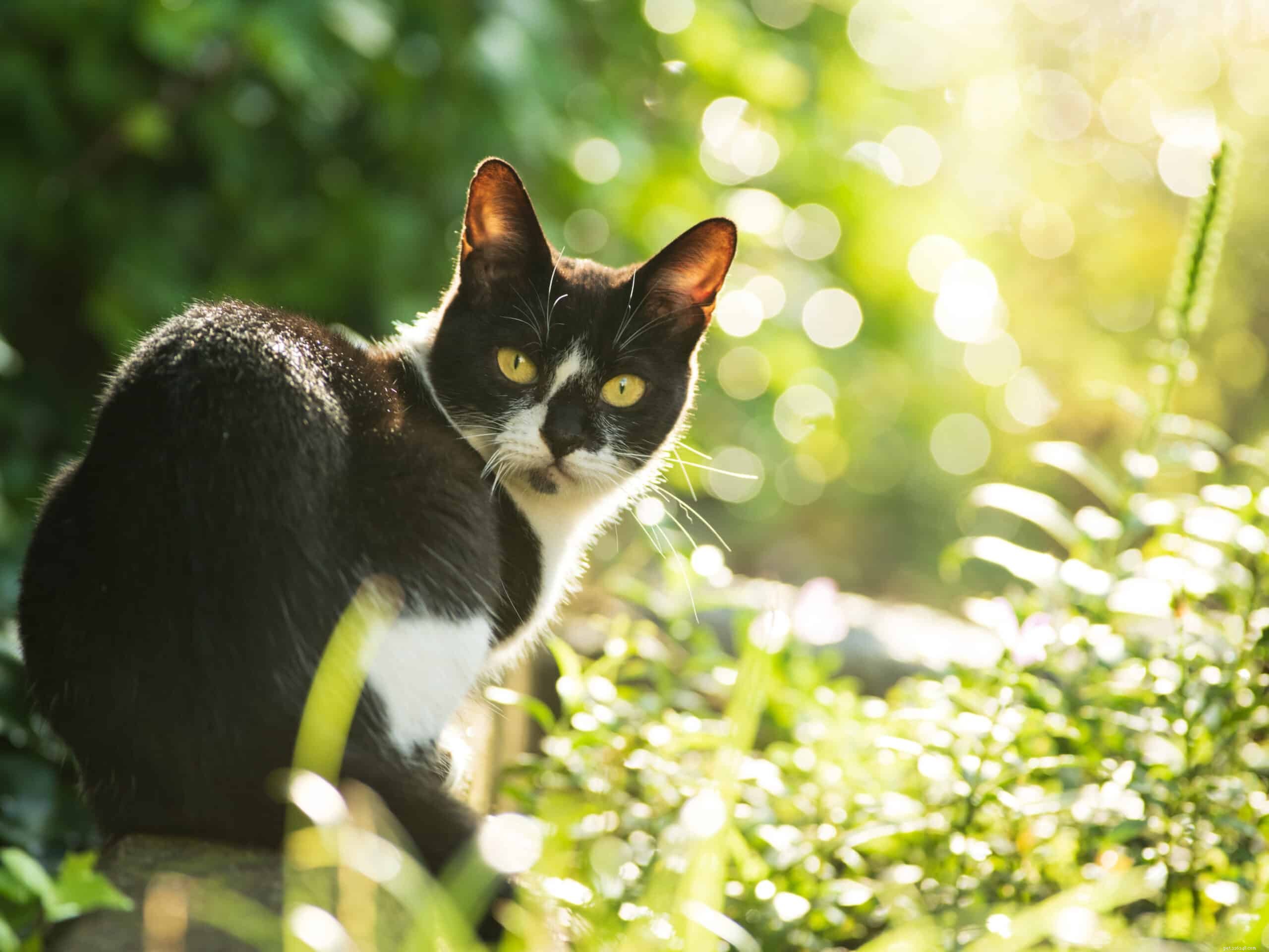 Why Cats Rarely Blink: The Science Behind Their Slow Eye Movements