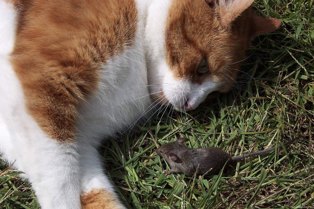 Why Do Cats Bring Dead Prey as Gifts? Understanding Their Instincts