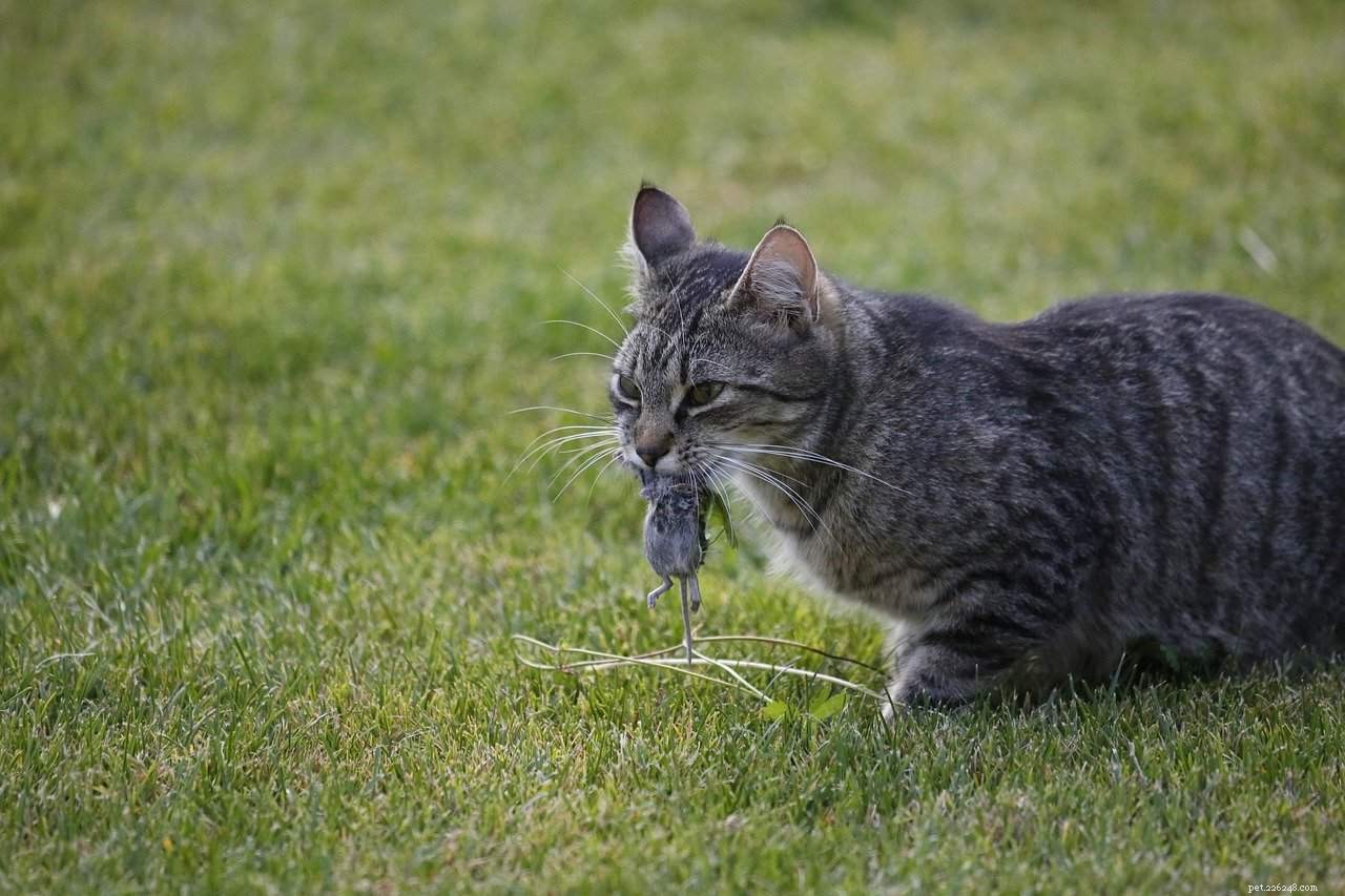 Why Do Cats Bring Dead Prey as Gifts? Understanding Their Instincts