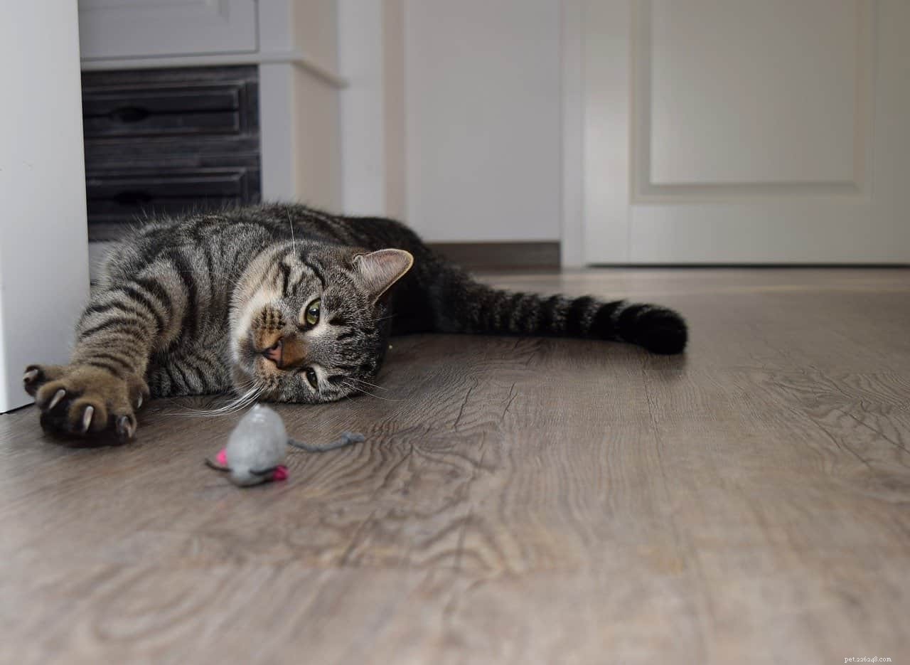 Why Do Cats Bring Dead Prey as Gifts? Understanding Their Instincts