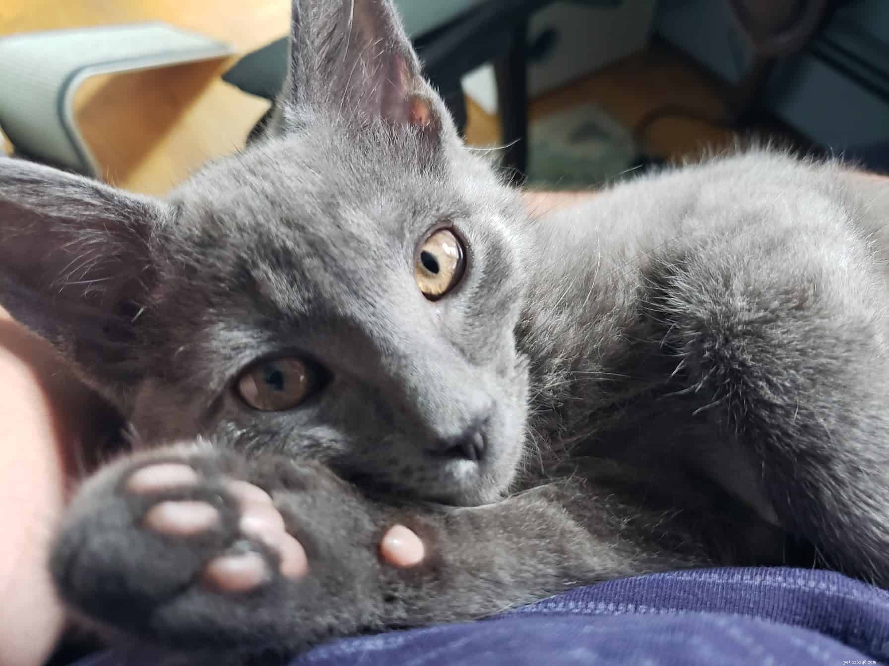 Why Your Cat May Not Be a Lap Cat: Insights and Solutions
