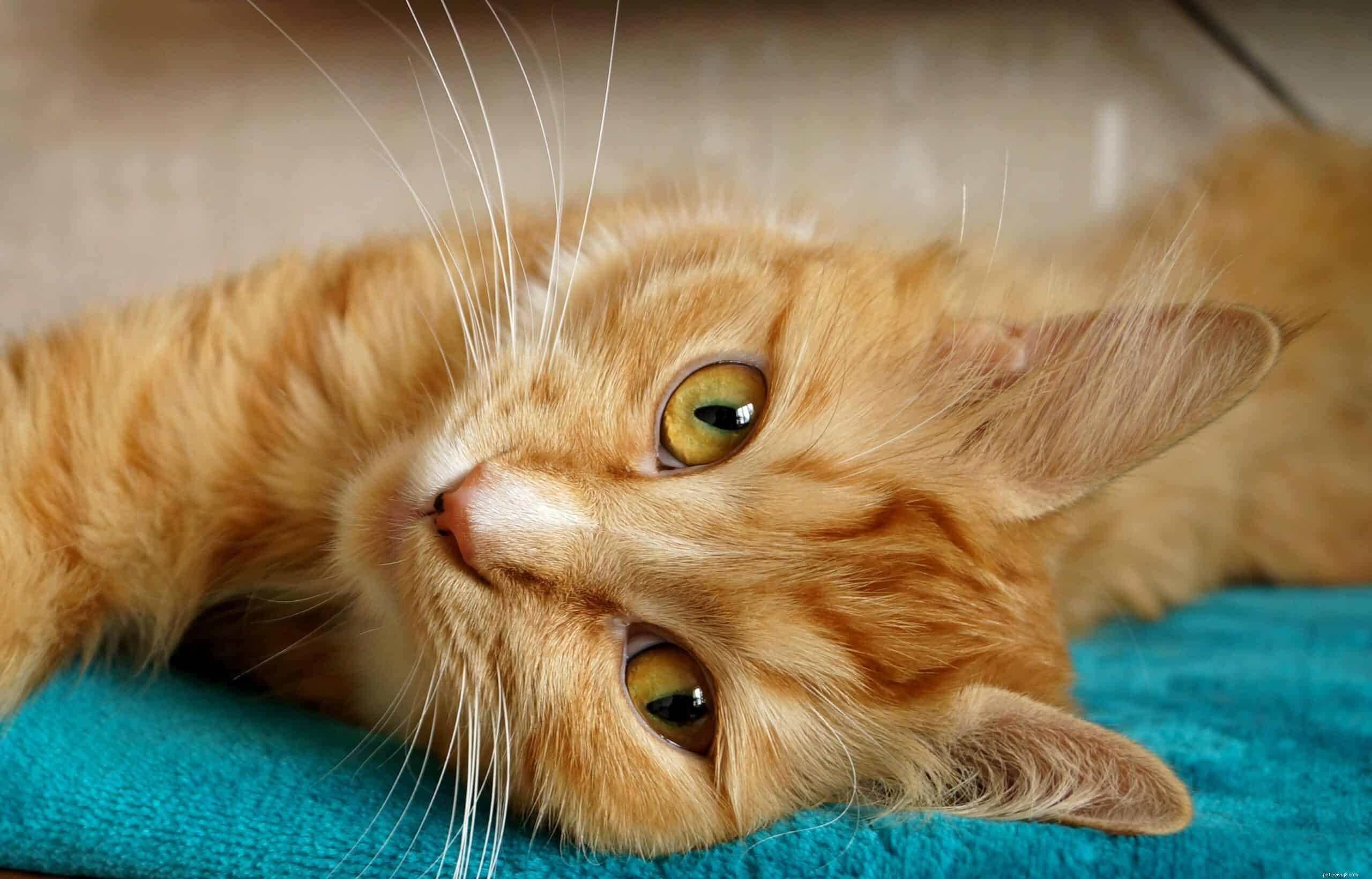 Why Your Cat May Not Be a Lap Cat: Insights and Solutions