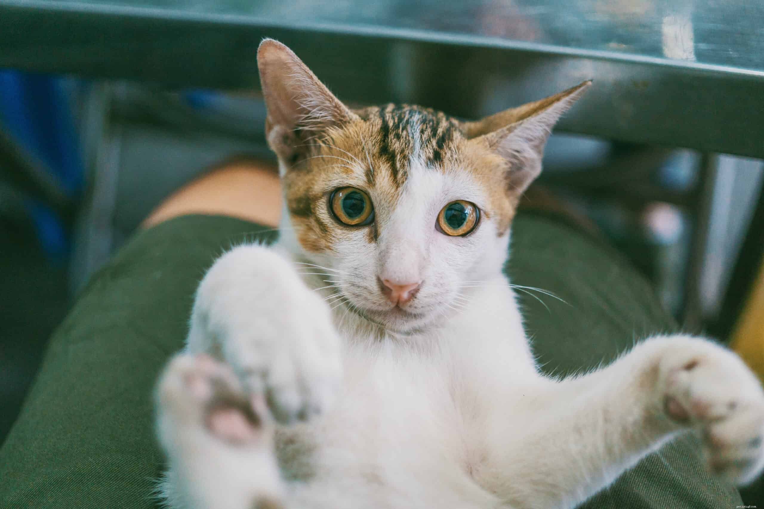 Why Your Cat May Not Be a Lap Cat: Insights and Solutions
