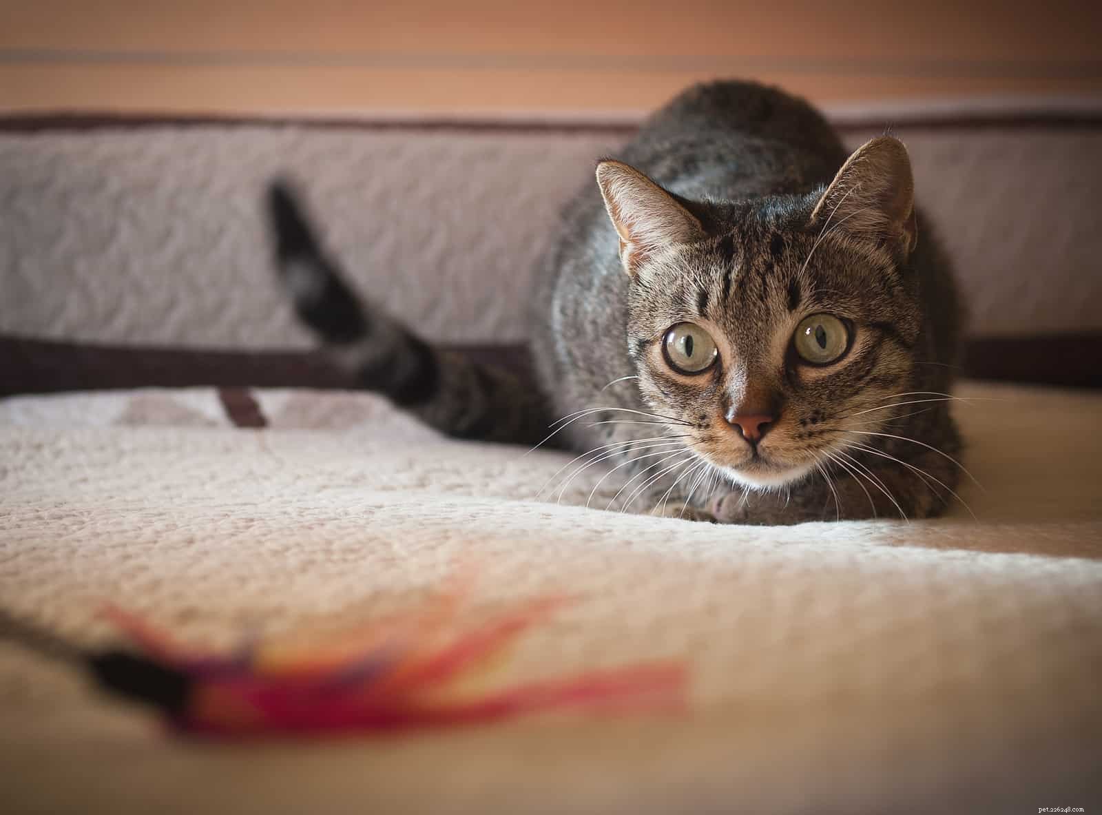 5 Adorable Cat Behaviors & Why They’re So Endearing