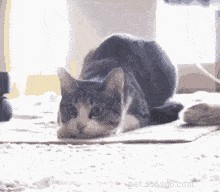 5 Adorable Cat Behaviors & Why They’re So Endearing