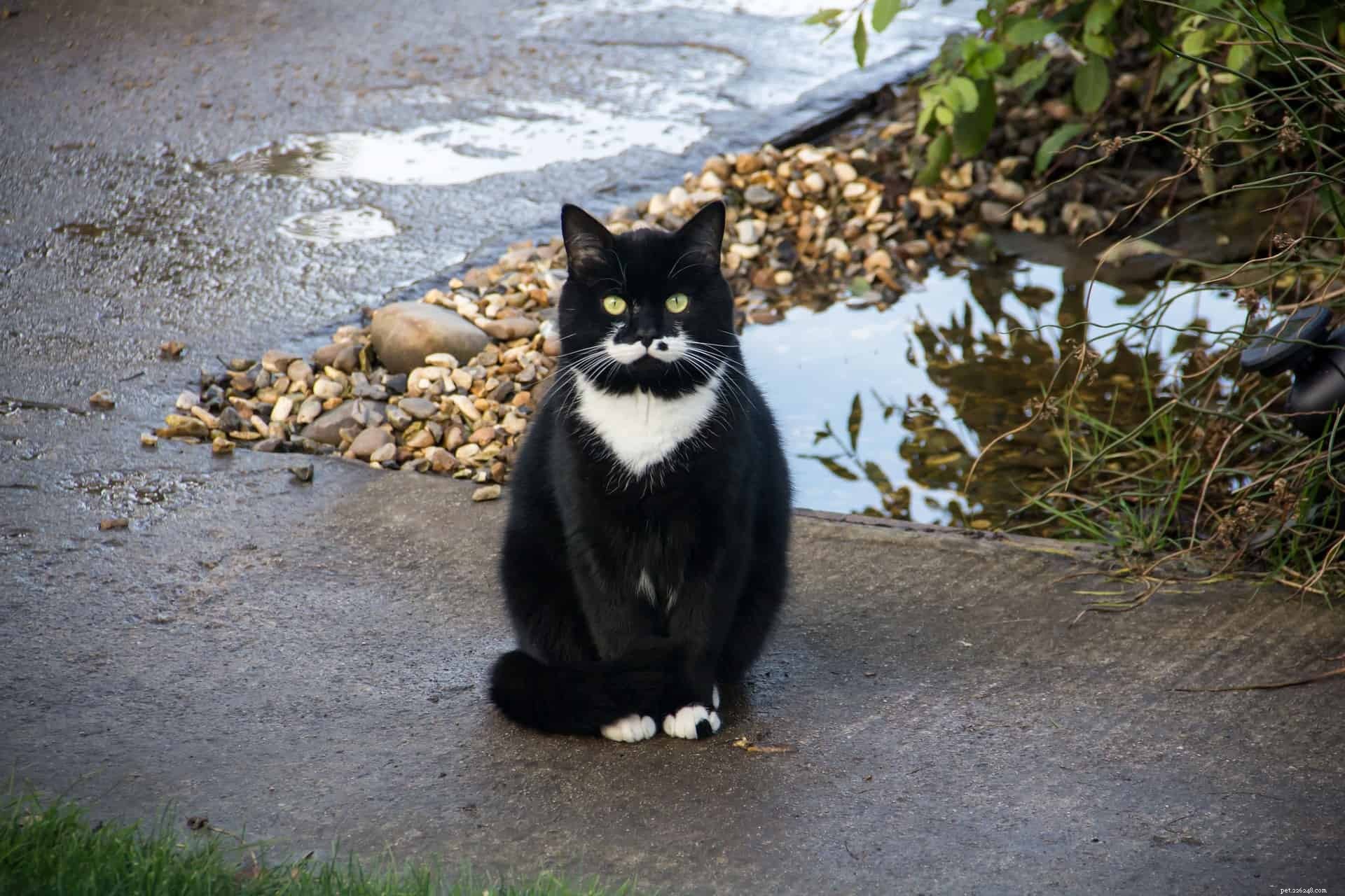 5 Adorable Cat Behaviors & Why They’re So Endearing