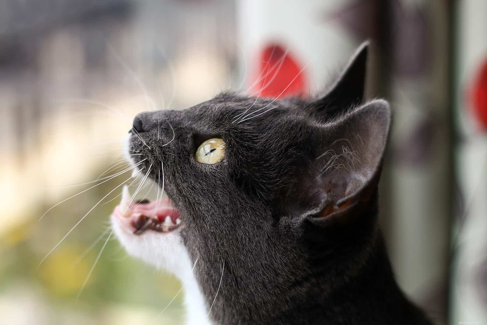 5 Adorable Cat Behaviors & Why They’re So Endearing