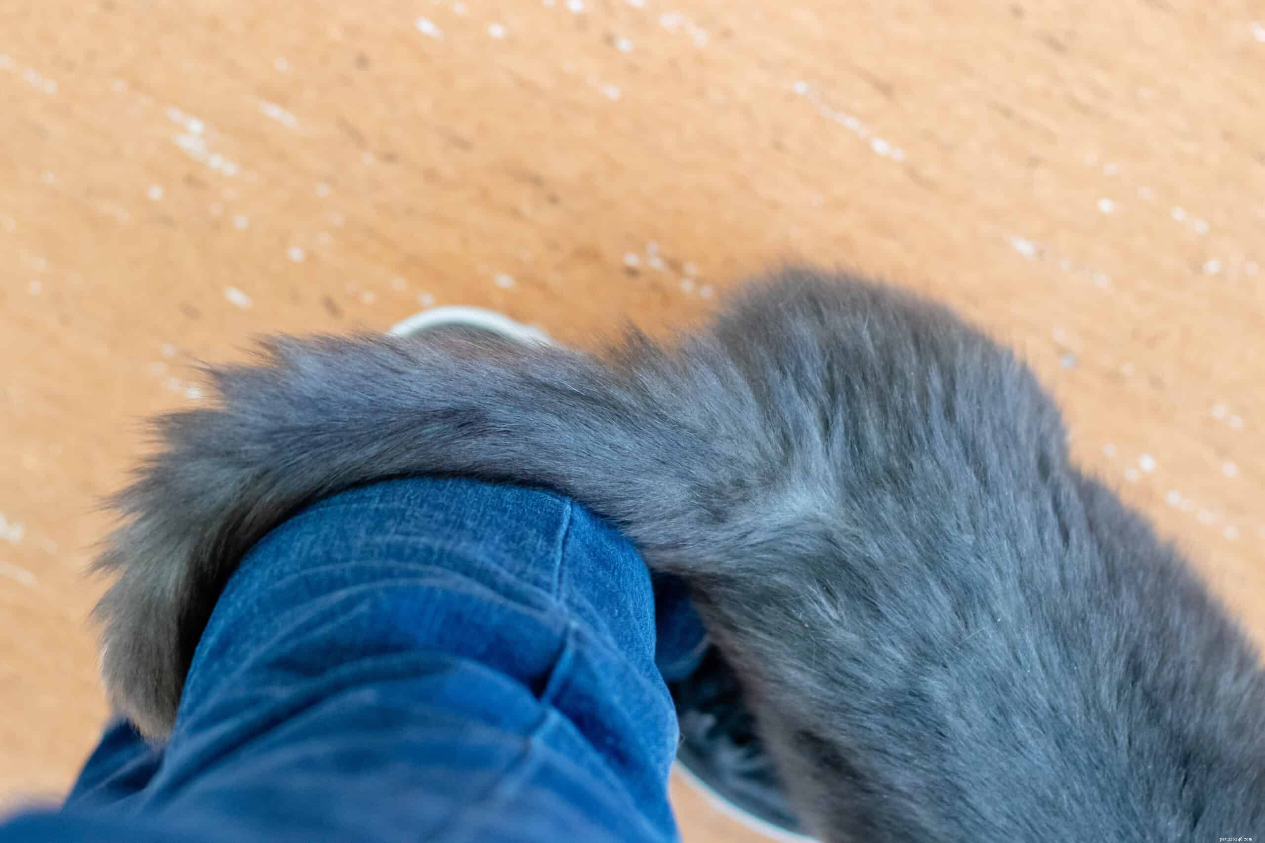 5 Adorable Cat Behaviors & Why They’re So Endearing
