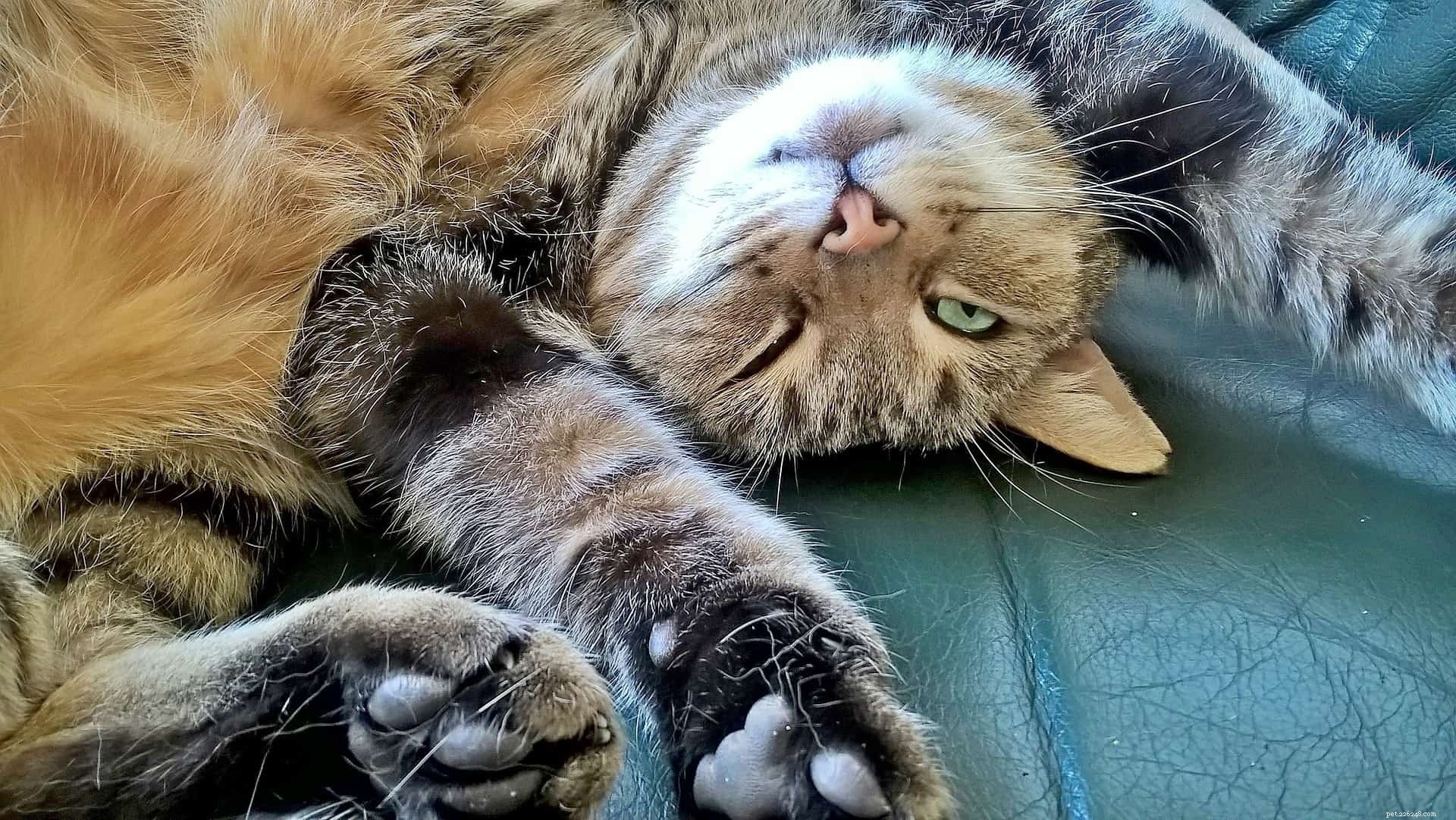 5 Adorable Cat Behaviors & Why They’re So Endearing