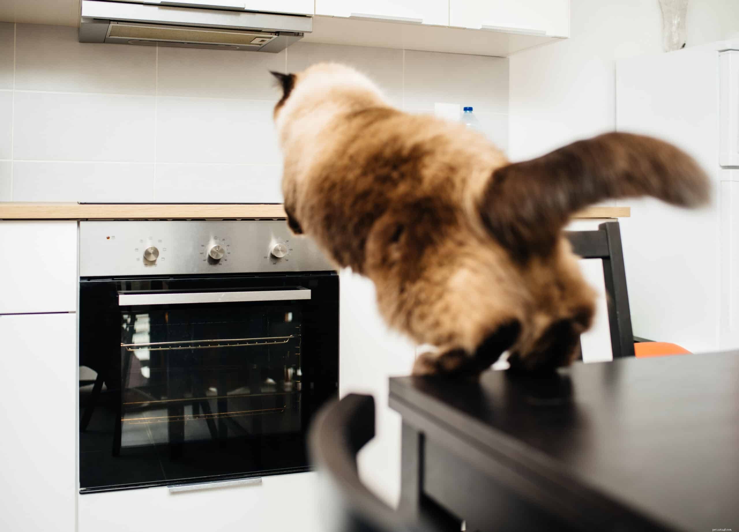 Keep Your Cat Off Kitchen Counters: Proven Tips & Alternatives