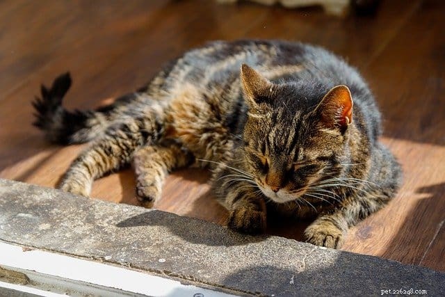 Understanding Why Your Cat Seemingly Ignores You – Insights & Solutions