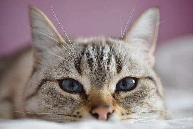 Understanding Why Your Cat Seemingly Ignores You – Insights & Solutions