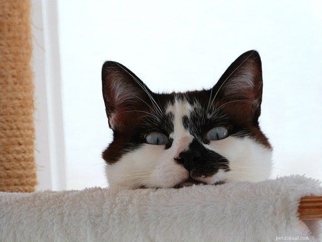 Understanding Why Your Cat Seemingly Ignores You – Insights & Solutions