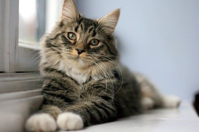 Understanding Why Your Cat Seemingly Ignores You – Insights & Solutions