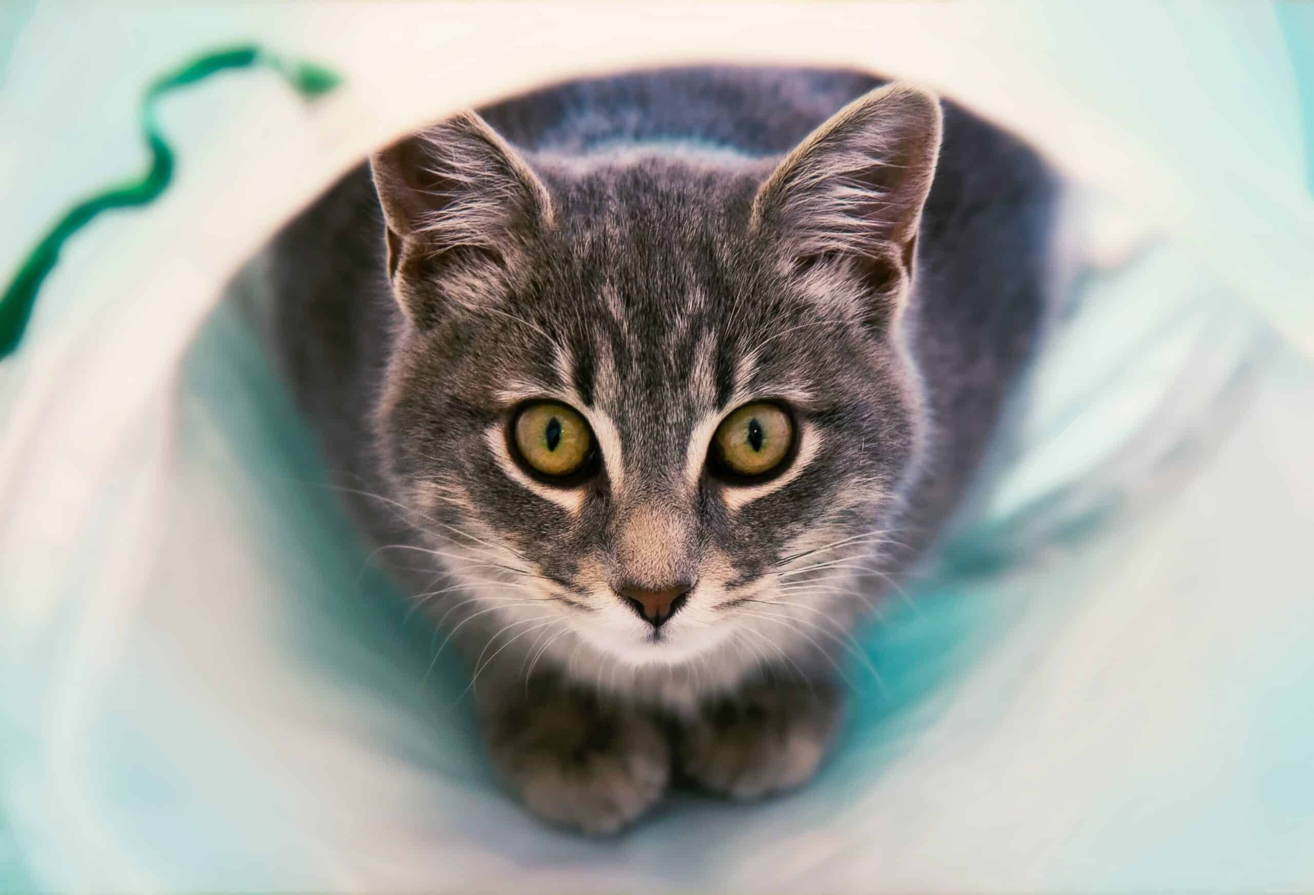 Understanding Why Cats Fear Loud Sounds: A Guide to Their Sensitive Hearing