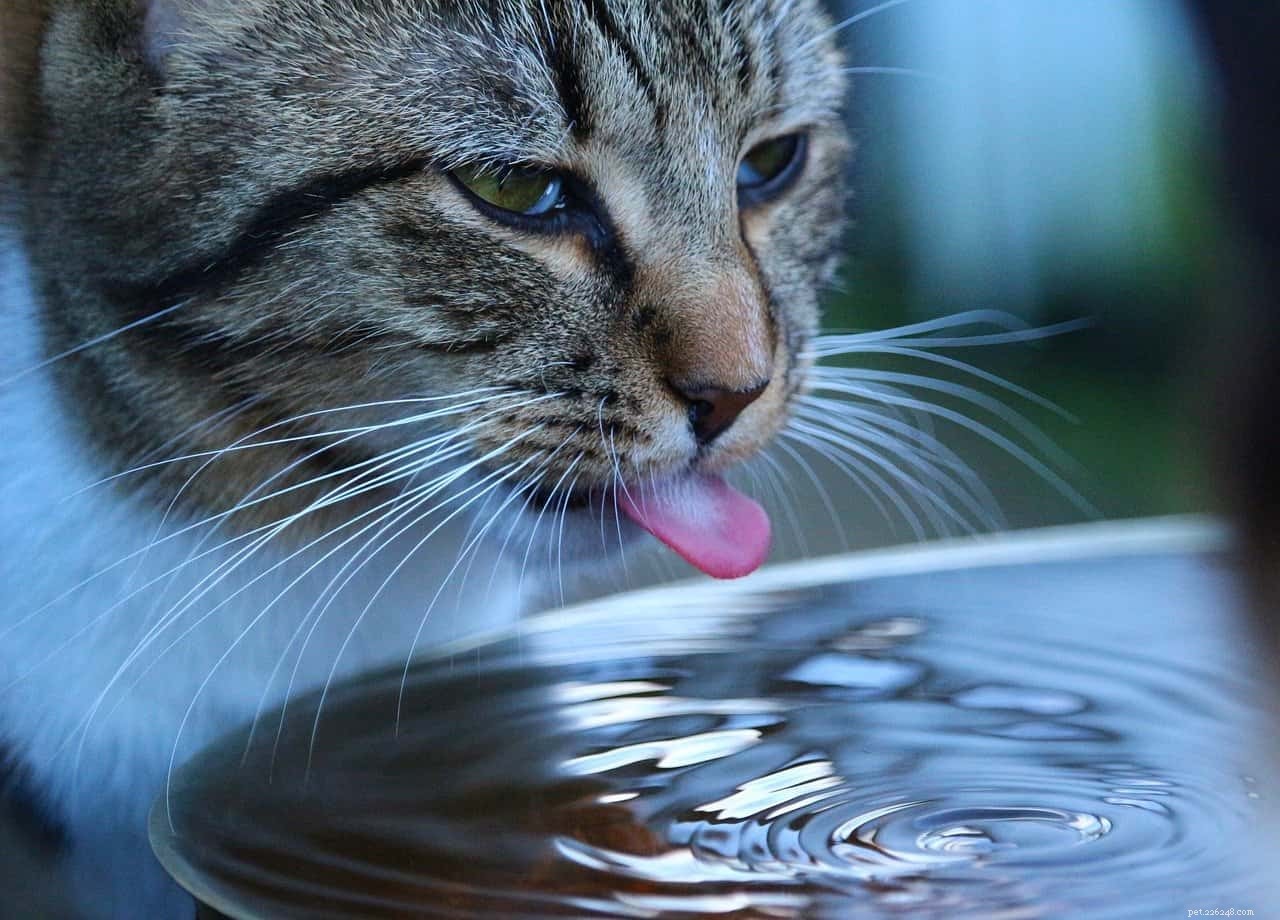 Why Do Cats Paw At Their Water? Understanding Their Curious Drinking Habits