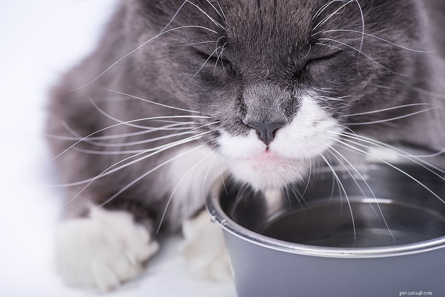 Why Do Cats Paw At Their Water? Understanding Their Curious Drinking Habits