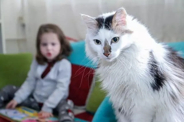 Why Do Cats Paw At Their Water? Understanding Their Curious Drinking Habits
