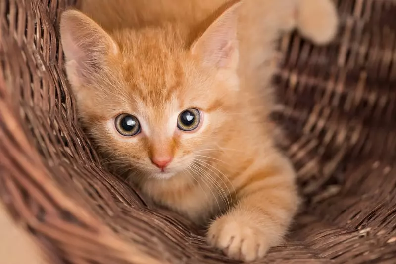 Why Orange Cats Are Often Friendly: The Science Behind Their Gentle Nature