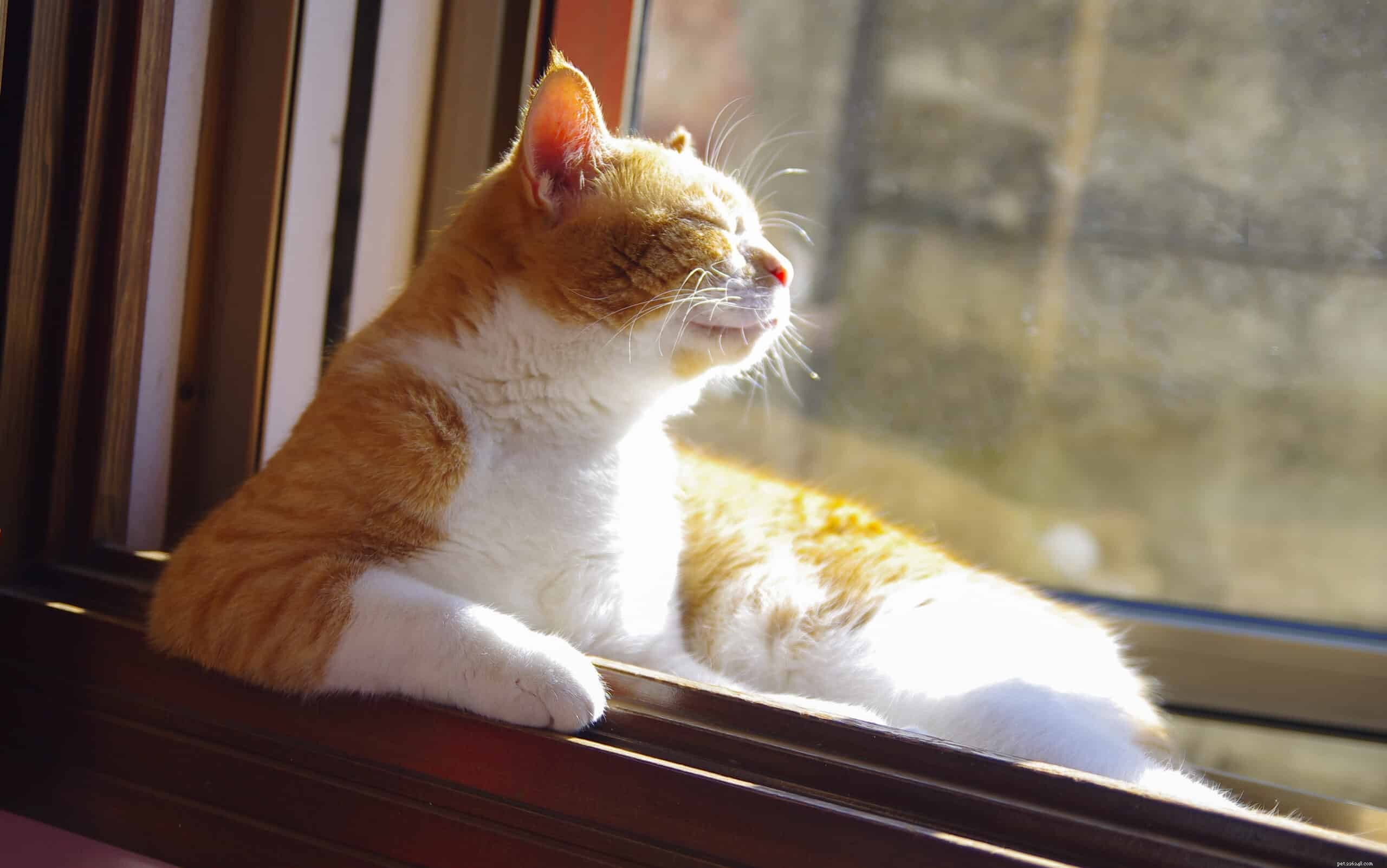 Why Cats Thrive in Warmth: The Science Behind Their Love for Heat