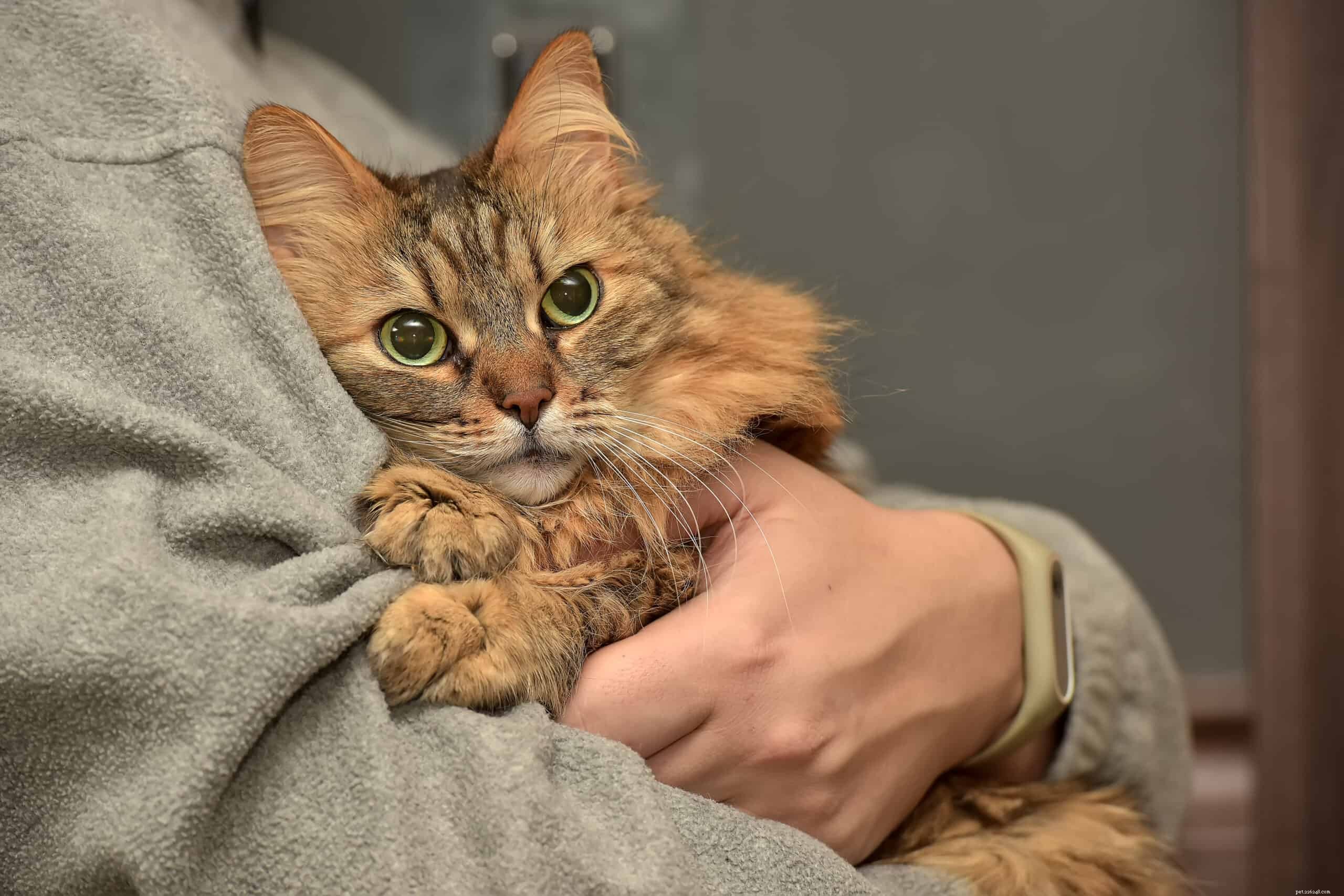 Why Cats Thrive in Warmth: The Science Behind Their Love for Heat