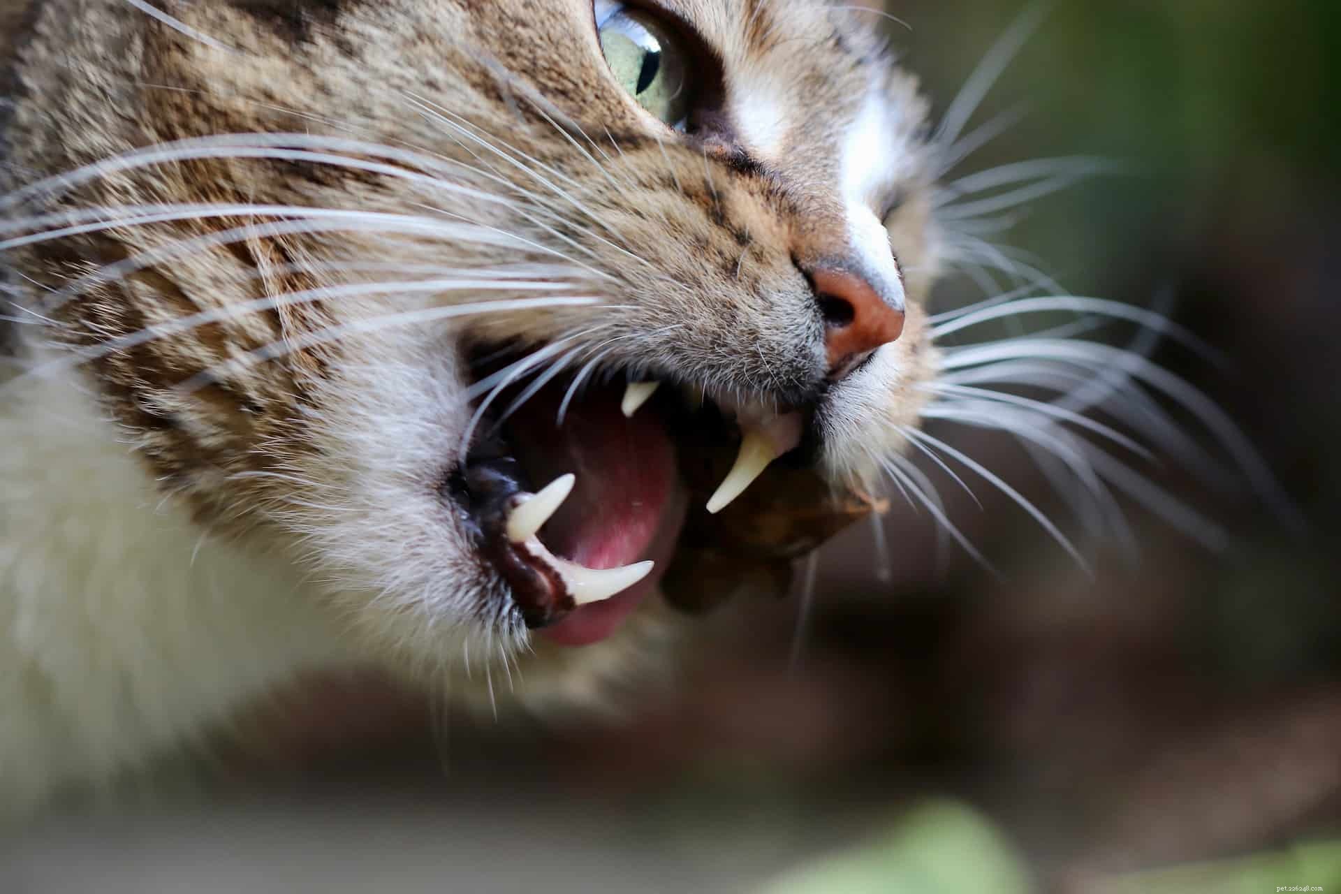 New Study Reveals Cats Can Fake Illnesses to Gain Attention