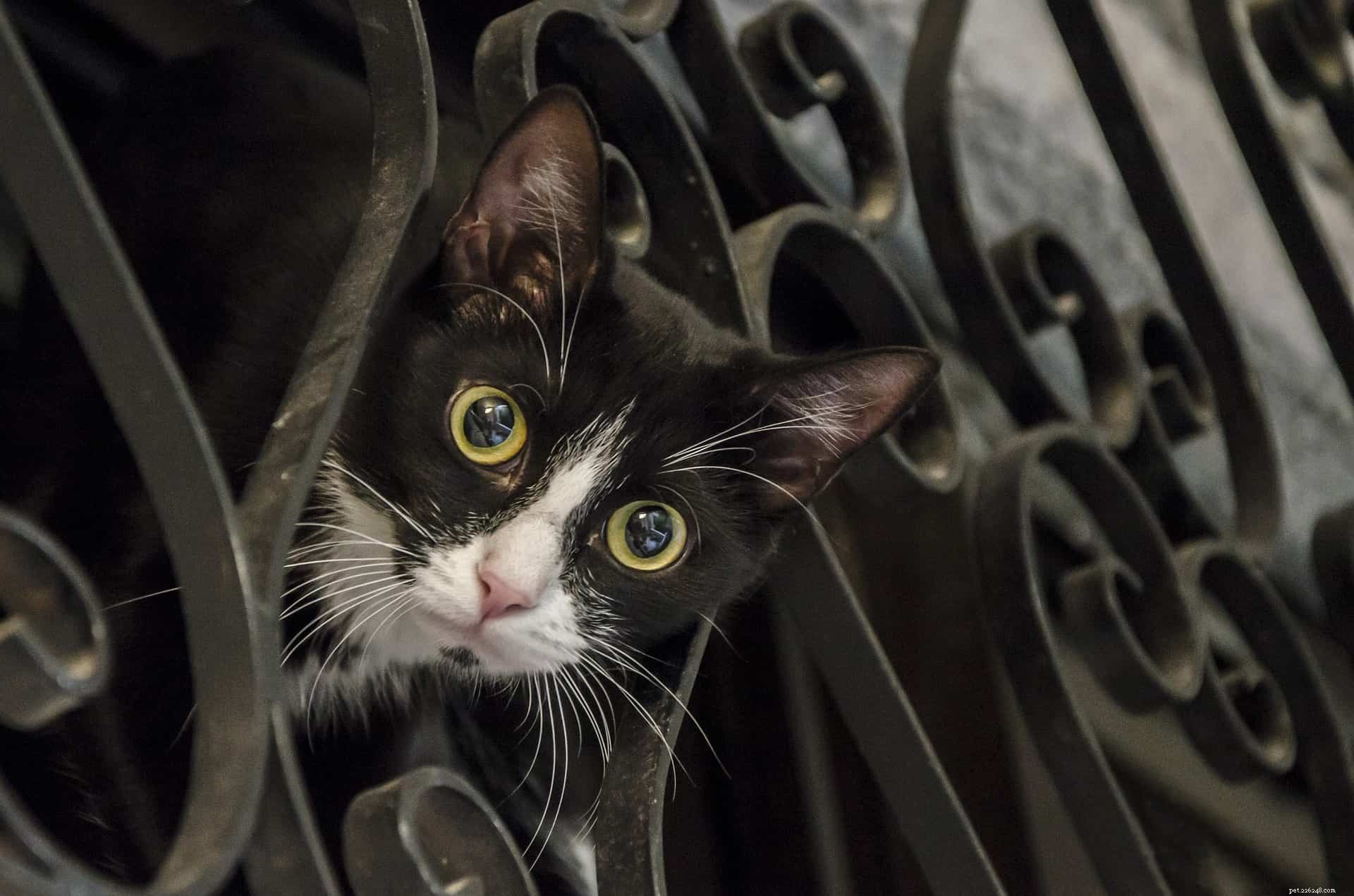 New Study Reveals Cats Can Fake Illnesses to Gain Attention