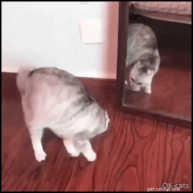 Why Cats Perform Their Playful Sideways Walk: The Science Explained