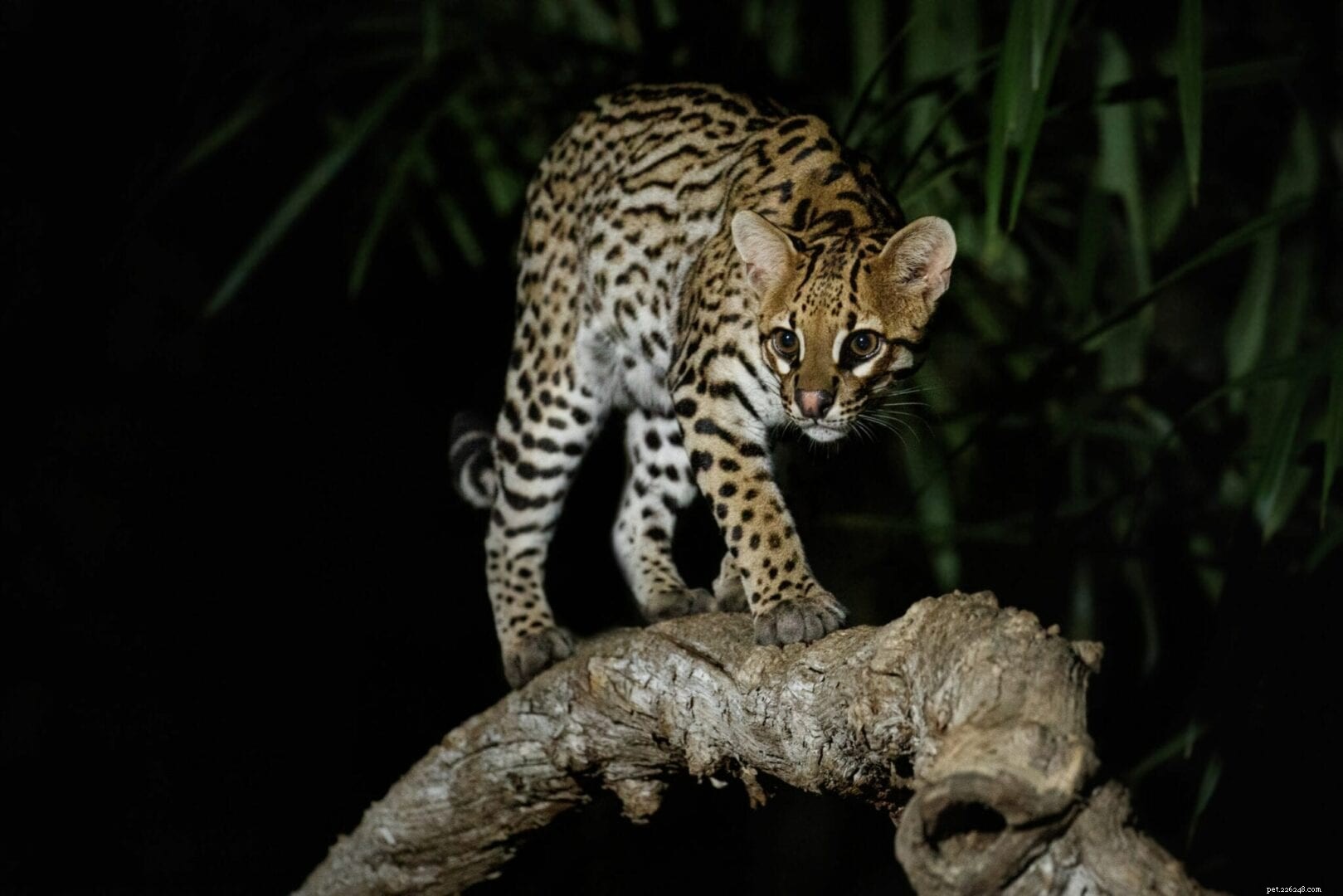 Why Your Cat Is Active at Dawn and Dusk, Not Midnight